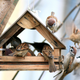 Image for article titled Local Birds Pissed Off Feeder Full Of Tourists